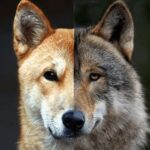 개-늑대