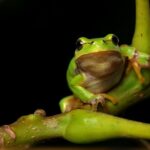 개구리