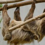 나무늘보