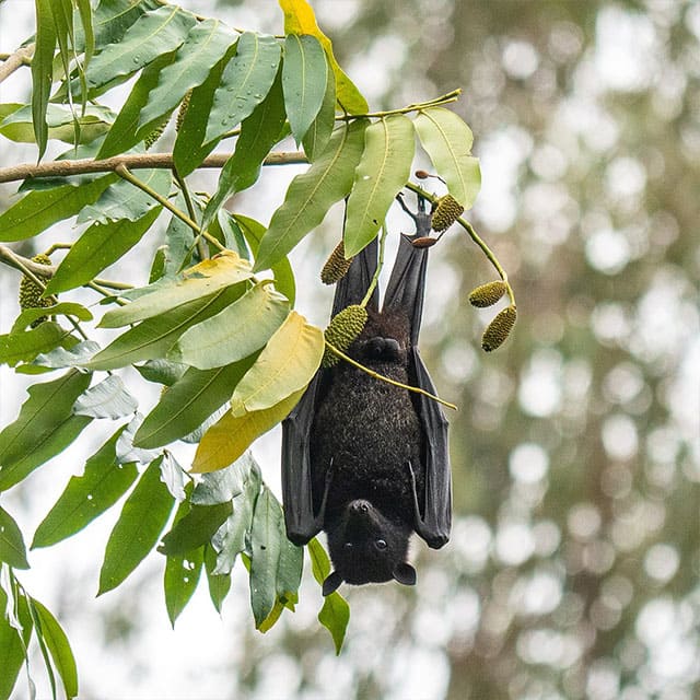 날여우박쥐