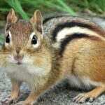 다람쥐