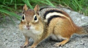 다람쥐