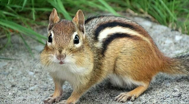 다람쥐