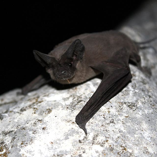 맥시코꼬리박쥐