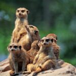 미어캣