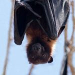 박쥐