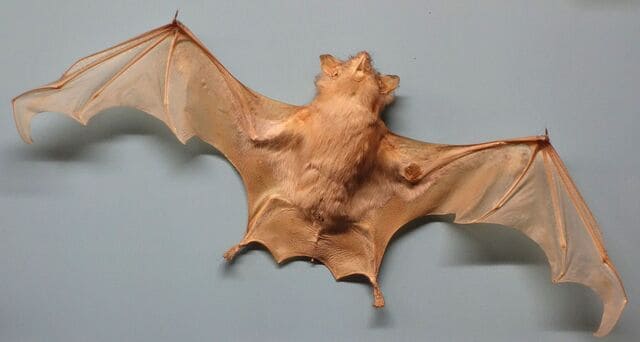 박쥐-날개