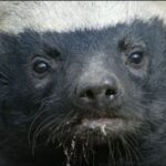 벌꿀오소리