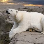 북극곰
