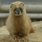 시베리아족제비