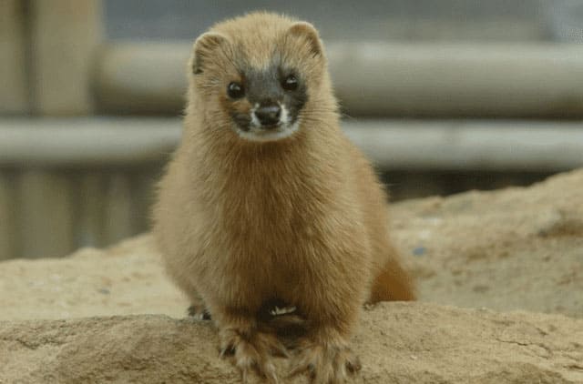 시베리아족제비