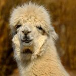 알파카2