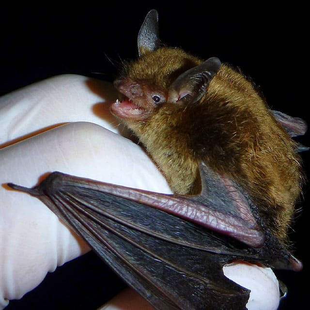 작은갈색박쥐