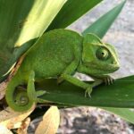 카멜레온