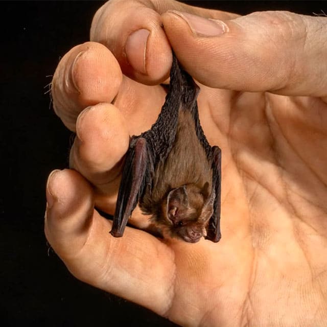 키티돼지코박쥐