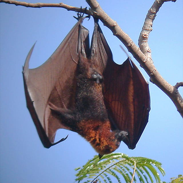 황금모자과일박쥐