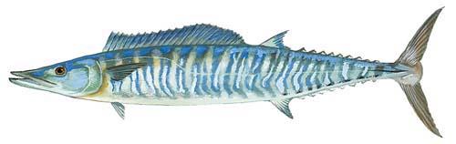 꼬치삼치