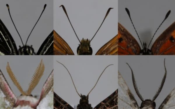 나비-나방-더듬이