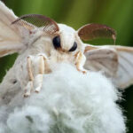 누에나방