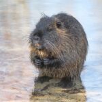 뉴트리아