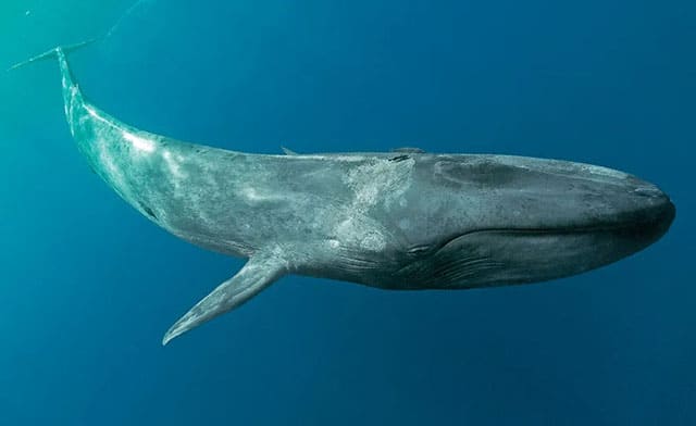 대왕고래