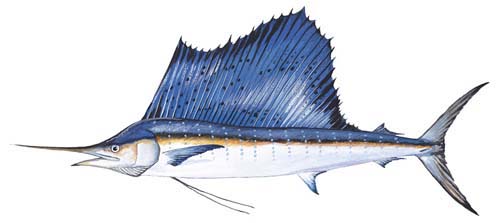 돛새치