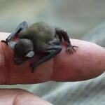 뒤영벌박쥐