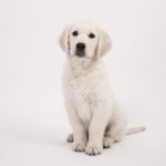 리트리버