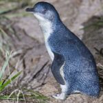 리틀펭귄