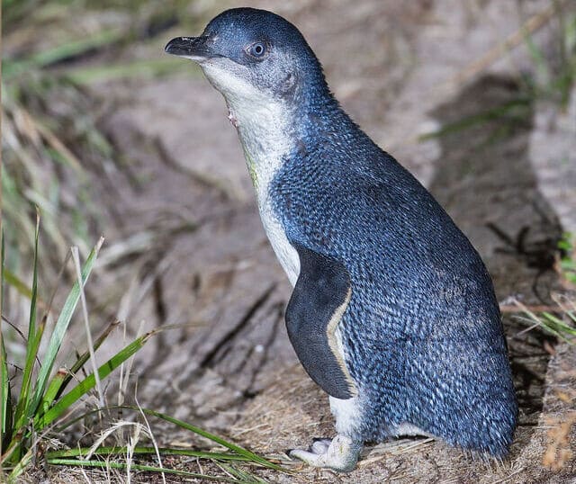 리틀펭귄은 카메라 플레쉬에 시력을 잃을 수 있습니다. 리틀펭귄