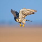 송골매