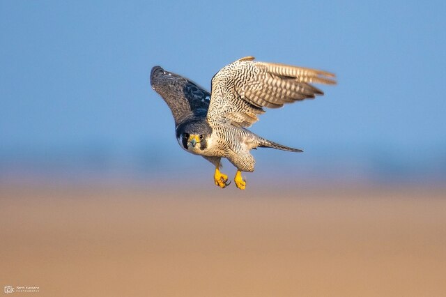 세상에서 가장 빠른 새 TOP 5를 소개합니다 송골매