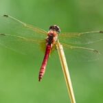 잠자리