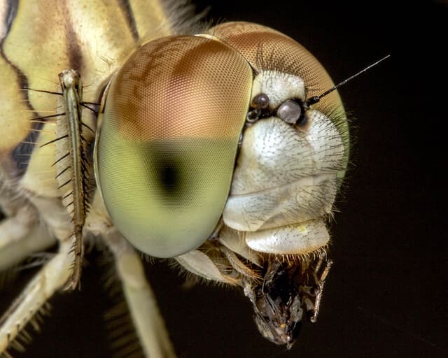 잠자리-눈