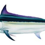 청새치