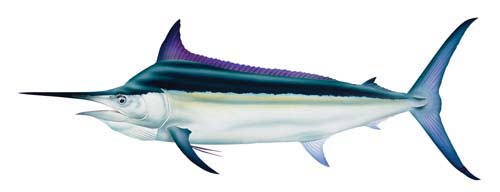 청새치