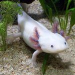 우파루파