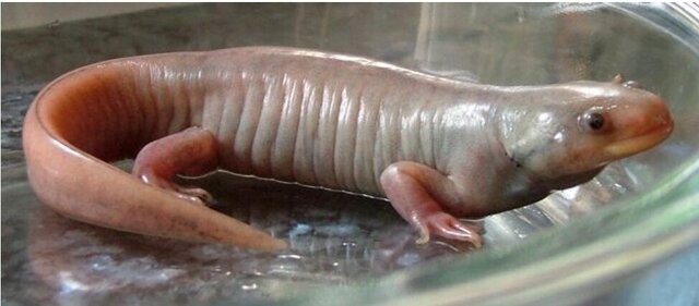 우파루파-호르몬