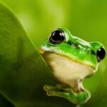 개구리
