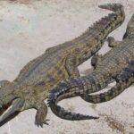 나일악어