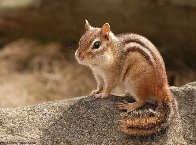 다람쥐