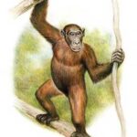 모로토피테쿠스