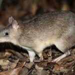 반디쿠트