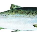 왕연어