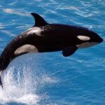 범고래