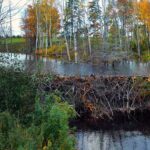 비버-댐