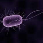 미생물