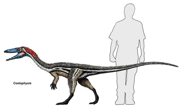 조류와 공통점이 많은 코엘로피시스 (Coelophysis) 코엘로피시스