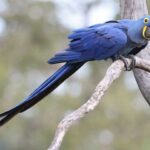 하이신스-마카우