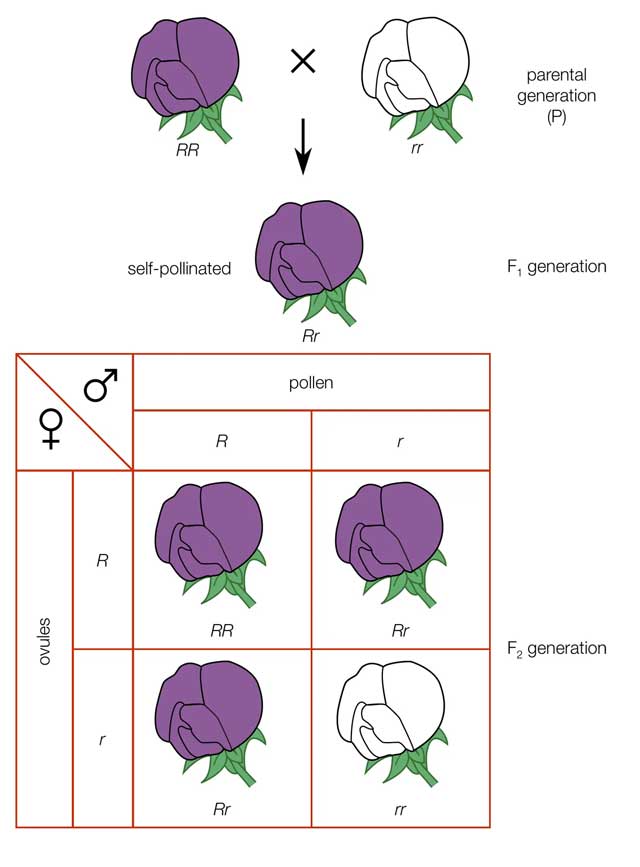 자주색 완두콩 꽃